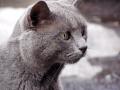 grey-cat-bucharest-2
