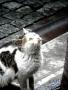 pticha-istanbul-6