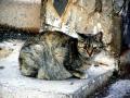 pticha-maroc-alhoceima-2
